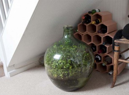 Majdnem 60 éve üvegbe van zárva, levegő nélkül, és mégis él a titokzatos növény