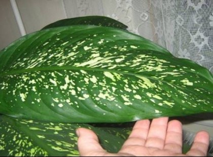 Ez a növény képes megölni egy gyermeket 1 perc és egy felnőttet kevesebb, mint 15 perc alatt