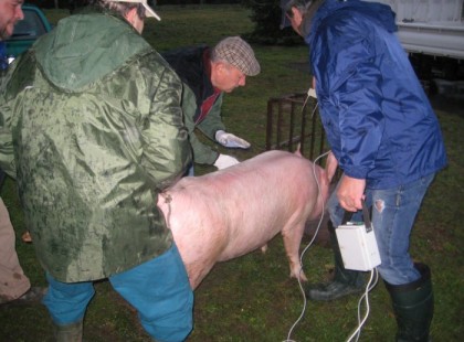 MOST ÉRKEZETT!!! ITT A VADONATÚJ TÖRVÉNY : Mostantól engedély kell a házi disznóvágáshoz is!!! NEM VICC! ITT tájékozódhattok!