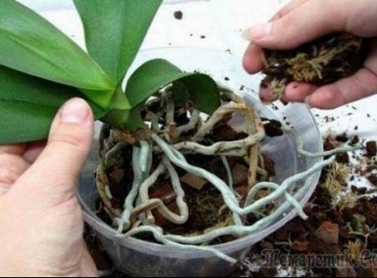 A nagymamám árulta el azt az agyfúrt trükköt : Ezt kell tenned, ha nem virágzik az orchideád!