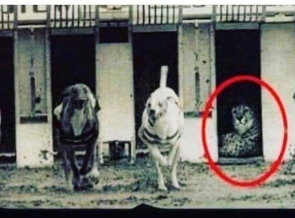 Ezt a versenyt azért rendezték, hogy megnézzék,hogy a kutyák vagy a gepárd gyorsabb..