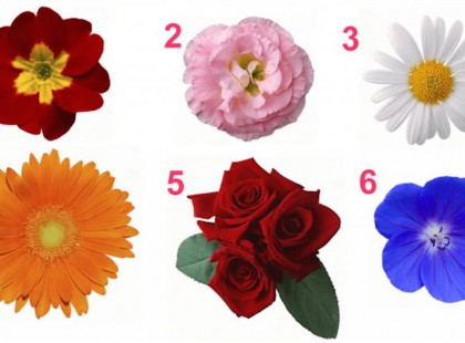 A nőiesség tesztje! A virág, amit választasz sok mindent elárul a személyiségedről!