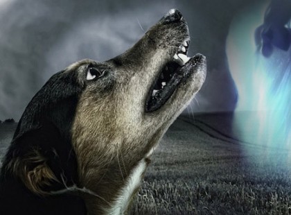 Az állatok látják a halált? Egy új kutatás világított rá a hátbrozongató tényre!