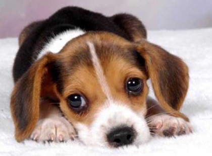 Brutális: zsákba rakta, baltával halálra verte, majd felgyújtotta kiskutyáit egy zalai nő