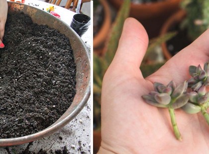 Ilyen ötletes virágcserepet még nem is láttam! Káprázatos ötlet, ki kell próbálnom!