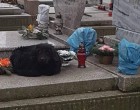 Ez a kutya sír Mohácson egy sírkőn egésznap..A fejfán olvasható a gazdi neve, és hogy nemrég hunyt el