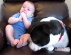 A baba egy hangos pukit eresztett – A kutya reakcióján az egész világ nevet