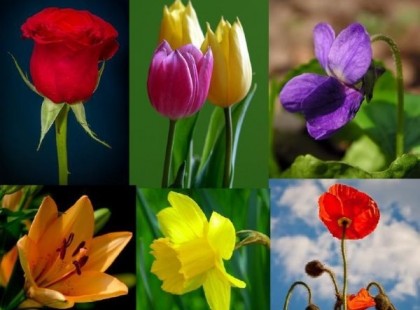 Válassz egy virágot! Ezt árulja el rólad