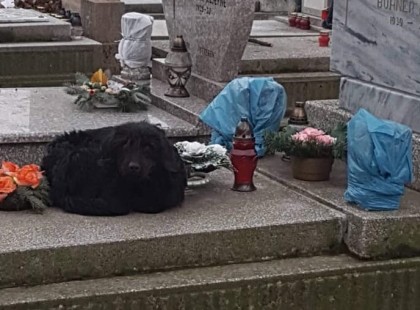 Ez a kutya sír Mohácson egy sírkőn egésznap..A fejfán olvasható a gazdi neve, és hogy nemrég hunyt el