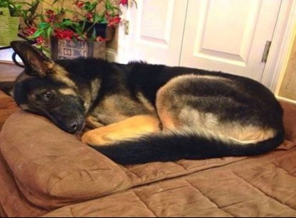 A kutya minden este alvó gazdáit bámulta, majd később kiderül a szomorú igazság