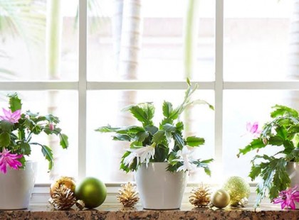 Te is szereted a karácsonyi kaktuszt? Ezt árulja el rólad