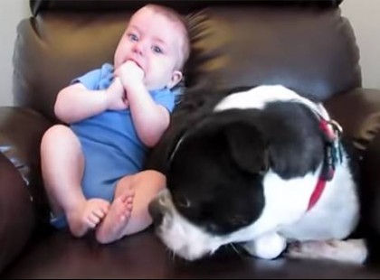 A baba egy hangos pukit eresztett – A kutya reakcióján az egész világ nevet