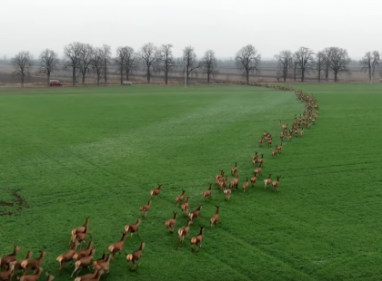 Gyönyörű felvételt készítettek a Baranyában vágtató több száz szarvasról