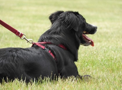 Anyósom megbetegedett, egy hét múlva elhunyt, apósom hozzánk költözött és hozta a kutyát is
