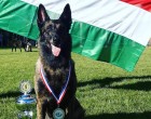 Büszkeség: Magyar kutyát választották a világ legjobb mentőkutyájának