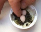 Egy férfi hihetetlenül apró tojásokat talált, és úgy döntött, hogy kockáztat…