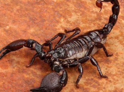 Az irányítás mindig a Skorpiónál van, akkor is, ha nem látod!