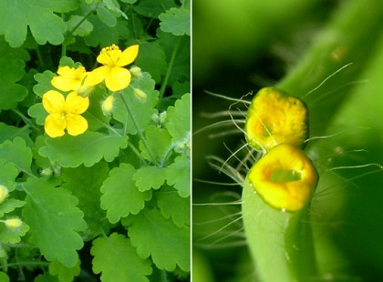 A szemölcs legnagyobb ellensége: ezzel a legmakacsabb is elmúlik!
