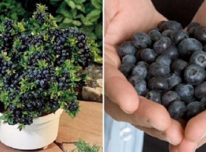 Hogyan termelhetünk kifogyhatatlan mennyiségű áfonyát az udvaron, vagy az erkélyen?