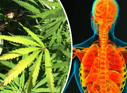 Kipróbáltuk az orvosi kenderolajat: 1 hónapon át, elképesztő hatásokat tapasztaltunk!