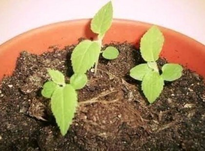 Így termelj kiwit otthon! Mi már ettünk az első termésből, ezerszer jobb, mint a bolti!