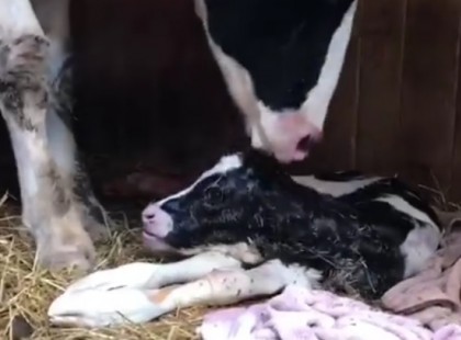 Megszökött a mészárszék felé tartó teherautóról ez a tehén, másnap pedig megszülte a borját