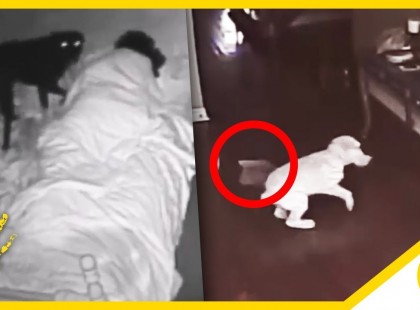 10 Állat akik látják a szellemeket . Egy új kutatás világított rá a hátbrozongató tényre!
