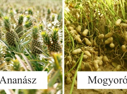 30 fotó, ami megmutatja, hol is teremnek valójában az élelmiszereink!