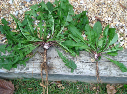 Ennek a közismert és Magyarországon elterjedt növénynek a gyökere akár hatékonyabb is lehet a kemoterápiánál - A gyökérből készített tea 48 órán belül képes elpusztítani a daganatos sejteket, anélkül, hogy az egészséges sejtekben kárt okozna!