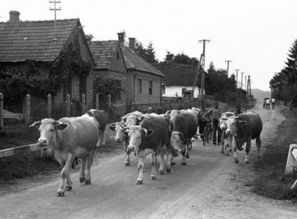 Örülök hogy abban az időben voltam gyerek, ittuk a tejet, ettük a mosatlan gyümölcsöt, paradicsomot koszosak voltunk jókat játszottunk. A mai gyerekeknek szerintem ez hiányzik!