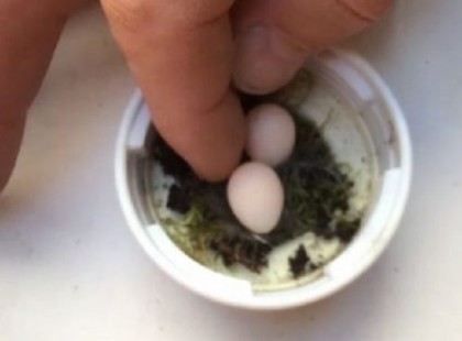 Egy férfi hihetetlenül apró tojásokat talált, és úgy döntött, hogy kockáztat…