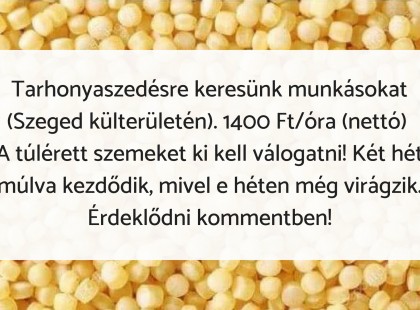 Tarhonyaszedésre keresünk munkásokat (Szeged külterületén) – 1400 Ft/óra (nettó)