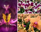 Pár percre a magyar határtól lenyűgöző orchideakertészet vár