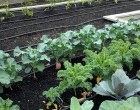 10 növénypár, amit egymás mellé kell vetned: dupla lesz a termés, nem lesznek kártevők és permetezned sem kell!