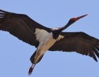 Útnak indult Afrikából Zoltán a gemenci fekete gólya. A jeladós gólya hozza a tavaszt!