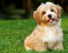 Ha a kutyád a 9 dolog közül bármelyiket csinálja, azt jelenti, hogy „Szeretlek”