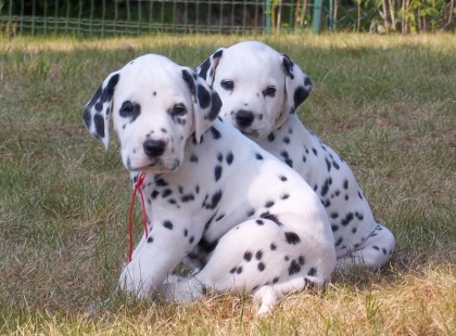 Élő kiskutyákba műtve csempészett heroint