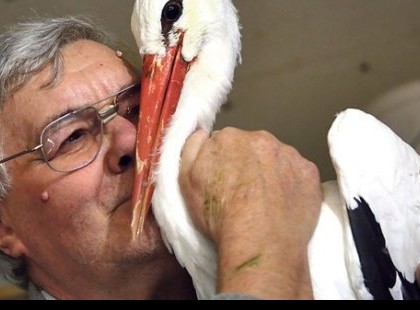 15 éve minden évben visszatér sérült társához a Magyar gólya. Szívmelengető a hűsége