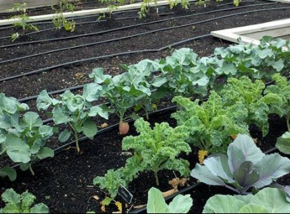 10 növénypár, amit egymás mellé kell vetned: dupla lesz a termés, nem lesznek kártevők és permetezned sem kell!