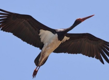 Útnak indult Afrikából Zoltán a gemenci fekete gólya. A jeladós gólya hozza a tavaszt!