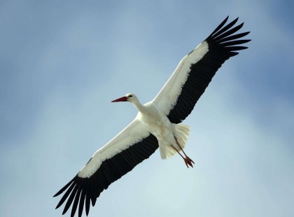 Közeledik a tavasz: megérkezett hazánkba az első gólya – fotó