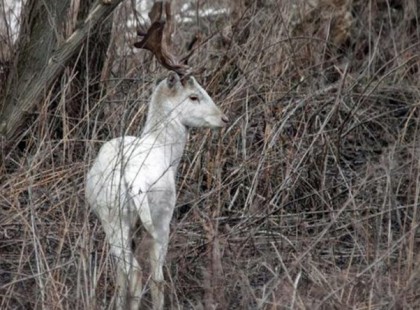 Most először sikrült lefotózni a mesebeli csodaszarvast a nógrádi erdőben