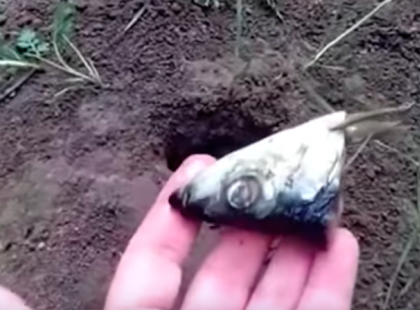 Ezzel a furcsa módszerrel sikerült megszabadulnom a vakondtól! Sajnálom, hogy ezt nem tudtam hamarabb…