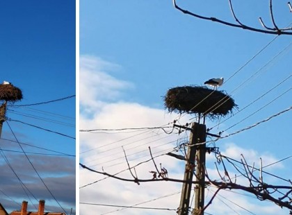 Jöhet a tavasz és a jó idő: megérkezett Magyarországra az első gólya!