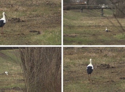 Üdvözlünk tavasz! Megérkezett a szomszédba a legkorábban hazatérő gólya