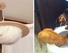 21 macska, akik még a legmogorvább személyt is mosolyra derítik