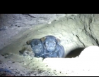 Megmentők próbálnak kimenteni 8 rémült kölyökkutyát egy barlangból… majd a végén nagy meglepetés várja őket