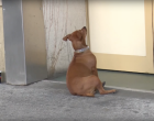 Annyira meghatotta a jászvásári orvosokat a kórháznál gazdijára váró kutya, végül beengedték hozzá - videó