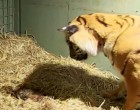 A tigris élettelen iker kölyköt szül, de a gondozók megdöbbennek, amikor az anyai ösztönök előjönnek