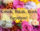 Kosok, Bikák, Ikrek figyelem!